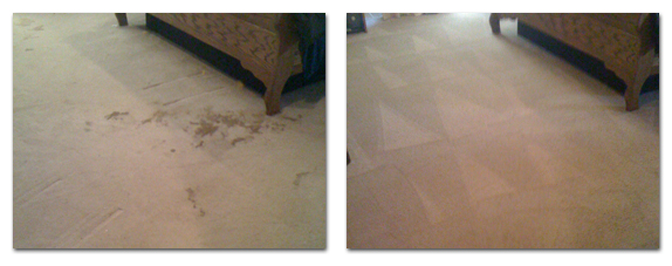  Pet Stain & Odor Service - Before & After